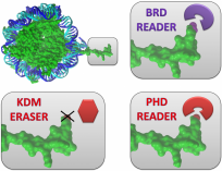 Figure 2.  Epigenetic marks on histones
A lysine demethylases (KDM, red hexagon) removes an epigenetic mark (red) from histone (green).  A plant-homeodomain (PHD, red crescent) reads the epigenetic mark. A bromodomain (BRD, purple crescent) reads another epigenetic mark (purple).  The epigenetic marks regulate the gene encoded in the DNA (blue).