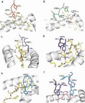 This structural image illustrates how a commonly selected T cell receptor recognised an ususually long peptide presented by B*57 subtypes associated with slower progression to AIDS.