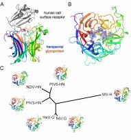 Molecular specificity which underlies receptor-mediated cross-species transmission of a pathogenic henipavirus.