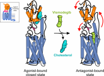 Crystal structures of the GPCR and Hh signal transducer Smoothened bound to the agonist cholesterol and the anti-cancer drug vismodegib, respectively (Nature 2016, ELife 2016).